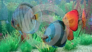 Discus fish aquarium