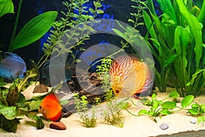 Discus fish in an aquarium