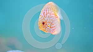 discus fish in aquarium from Amazon river.