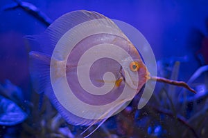 Discus fish in the aquarium photo