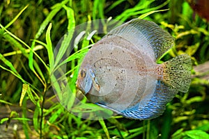Discus fish in aquarium, tropical fish.