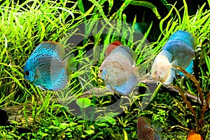 Discus fish in aquarium, tropical fish.