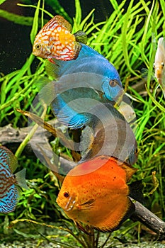 Discus fish in aquarium, tropical fish.