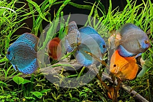 Discus fish in aquarium, tropical fish.