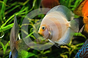 Discus fish in aquarium, tropical fish.