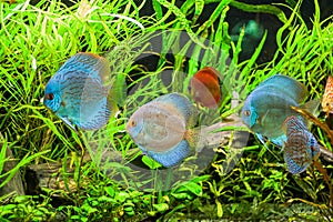 Discus fish in aquarium, tropical fish.