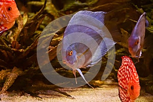 Discus fish in aquarium, tropical fish in aquarium. Symphysodon discus from Amazon river. Blue diamond, snakeskin,