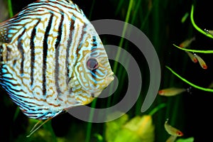 Discus fish in aquarium, tropical fish in aquarium. Symphysodon discus from Amazon river. Blue diamond, snakeskin,