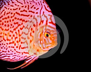 Discus fish in aquarium, tropical fish in aquarium. Symphysodon discus from Amazon river. Blue diamond, snakeskin,