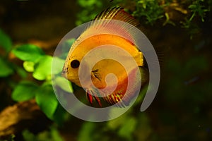 Discus fish in aquarium, tropical fish isolated on black. Symphysodon discus from Amazon river. Blue diamond, snakeskin, red tur