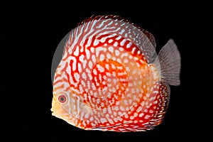 Discus Fish on Black Backgroung