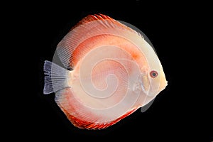 Discus Fish on Black Backgroung