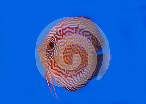 Discus fish on blue background