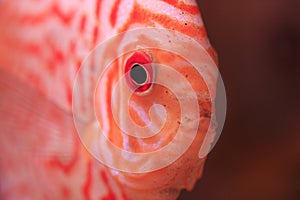 Discus fish closeup