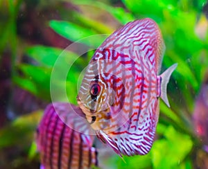 Discus fish in closeup with colorful red, black and white colors, a tropical aquarium pet from the Amazon basin