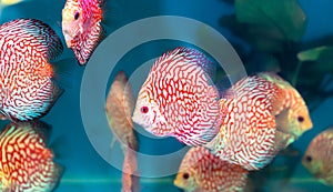 Discus Fish Colorful swimming in fish tank