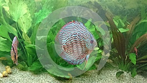 Discus fish fresh water aquarium