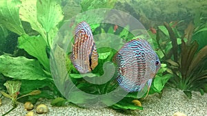 Discus fish fresh water aquarium