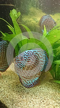 Discus fish fresh water aquarium