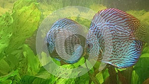 Discus fish fresh water aquarium