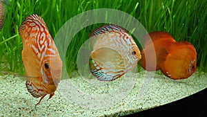 Discus fish - fresh water aquarium with vivid colorful tropical fish species
