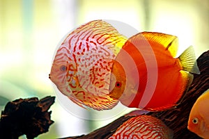 Discus fish in freshwater aquarium