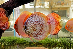 Discus fish in freshwater aquarium