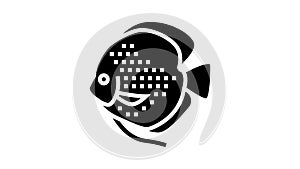 discus fish glyph icon animation