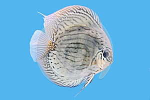 Discus Fish,Golden Turquoise