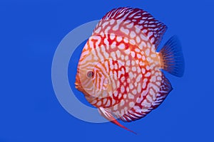 Discus fish isolated on a blue background