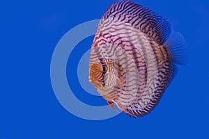 Discus fish isolated on a blue background