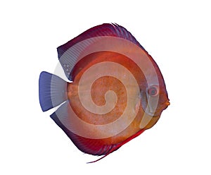 Discus fish isolated in a white background