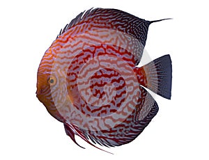 Discus fish isolated in a white background