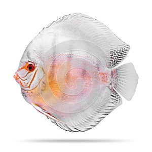 Discus fish isolated on white background. Clipping path