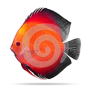 Discus fish isolated on white background. Pompadour. Clipping path