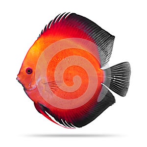 Discus fish isolated on white background. Pompadour. Clipping path photo