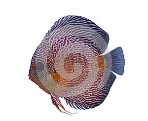 Discus fish isolated in a white background
