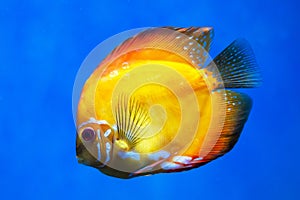 The Discus fish (Latin Symphysodon heckel) is a bright golden color on a dark background of the seabed.