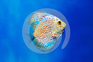 The Discus fish (Latin Symphysodon heckel) is turquoise in color with a beautiful pattern of red stripes