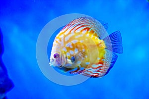 The Discus fish (Latin Symphysodon heckel) is yellow in color with a beautiful pattern of white stripes