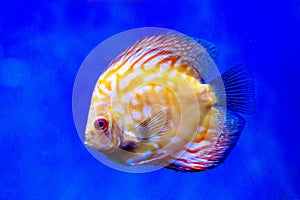 The Discus fish (Latin Symphysodon heckel) is yellow in color with a beautiful pattern of white stripes