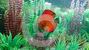 Discus fish