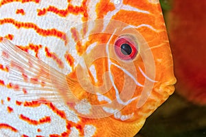 Discus fish portrait