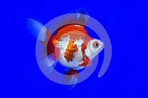 Discus fish red snake skin