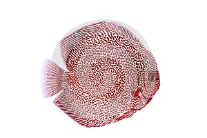 Discus fish red snake skin illustration