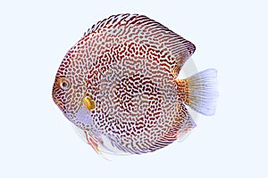 Discus fish snaks skin