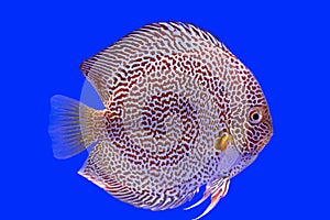 Discus fish snaks skin