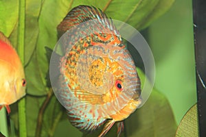 Discus fish