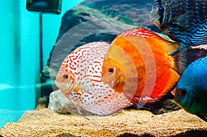 Discus fish