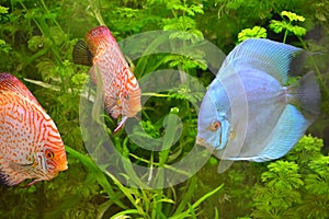 Discus fish swimming